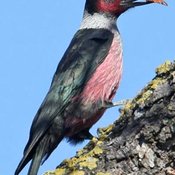 Lewis's Woodpecker